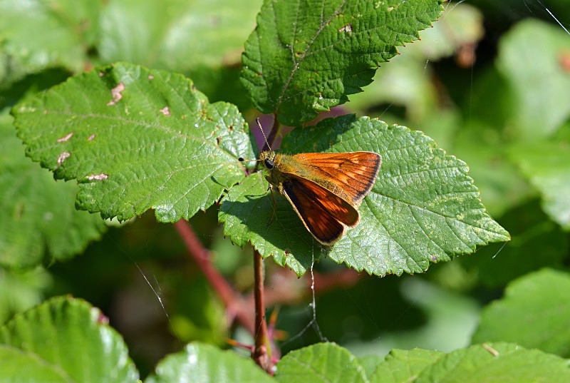 Large Skipper - Butterflies