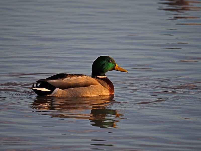 Mallard - Dabbling ducks