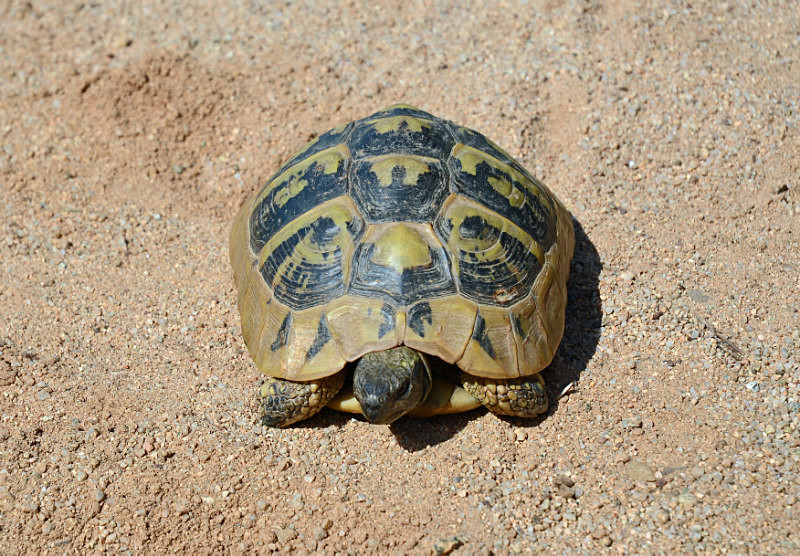 Hermann's Tortoise - West Macedonia