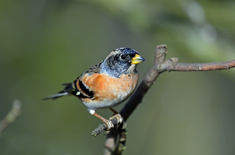 Brambling - Finches