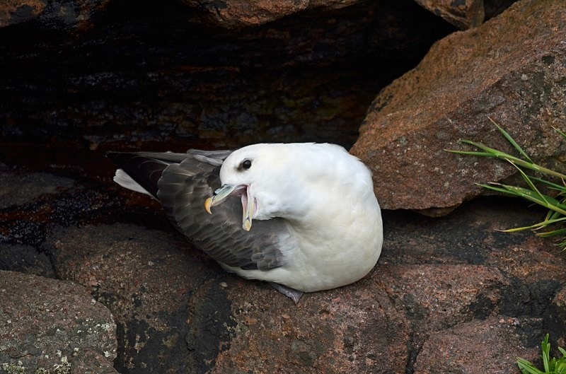 Fulmar - Fulmars