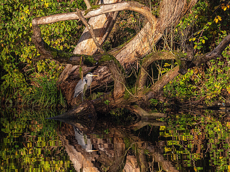 Grey Heron - Latest photos