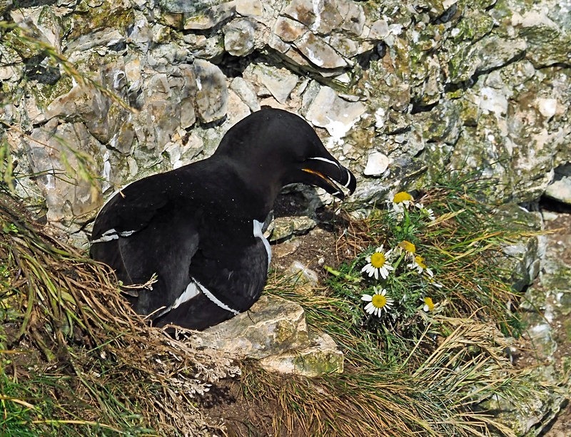 Razorbill - Auks