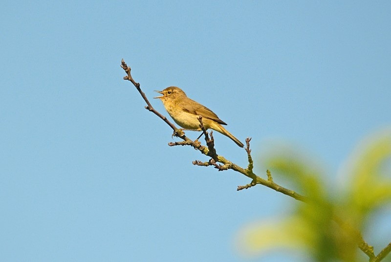 Chiffchaff - Warblers