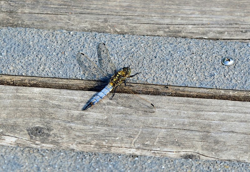 Black-tailed Skimmer - Dragonflies and damselflies