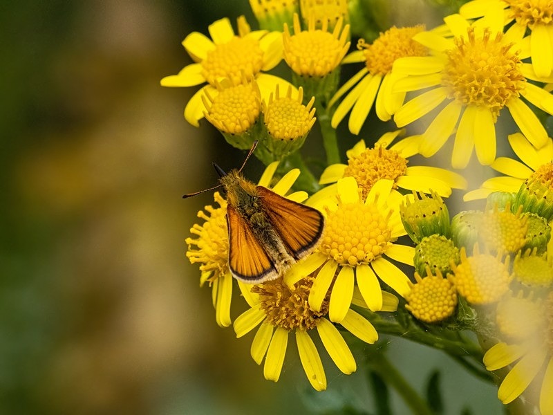 Essex Skipper - Butterflies