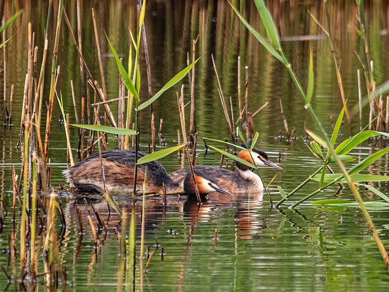Great Crested Grebes - Latest photos