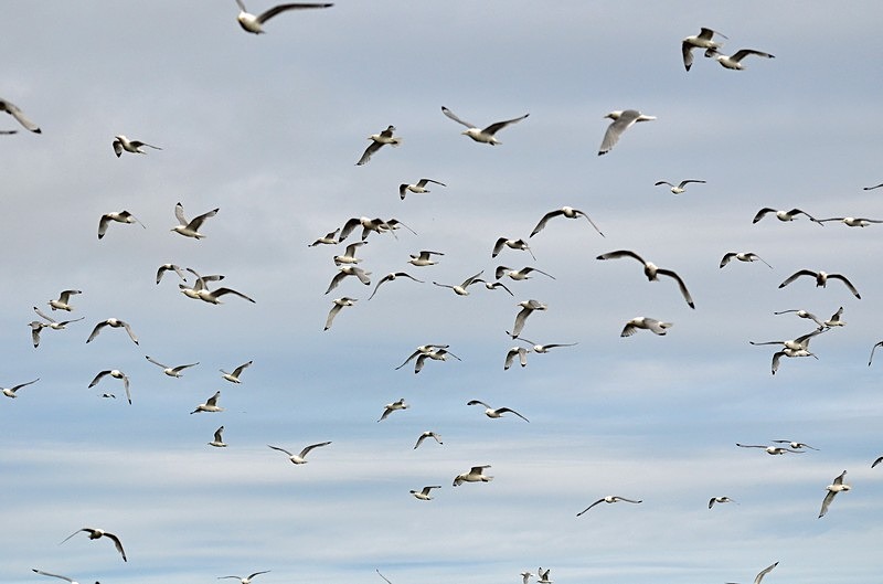 Kittiwakes - North Norway