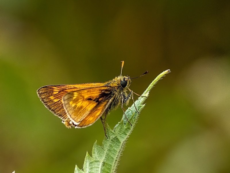 July 2022 - Large Skipper - Photos of the month