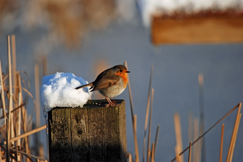 Robin - Robins
