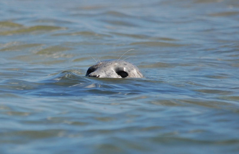 Common Seal - Common Seals