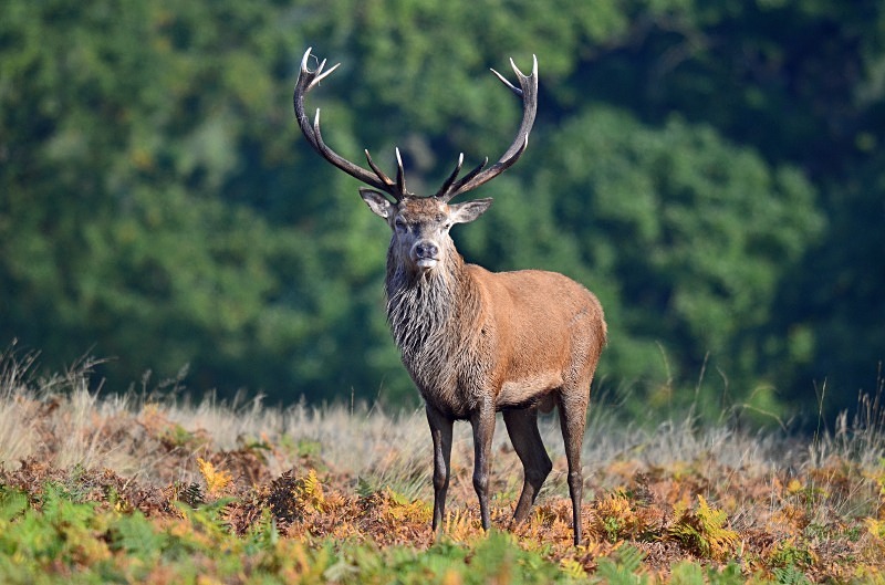 Red Deer - Red Deer