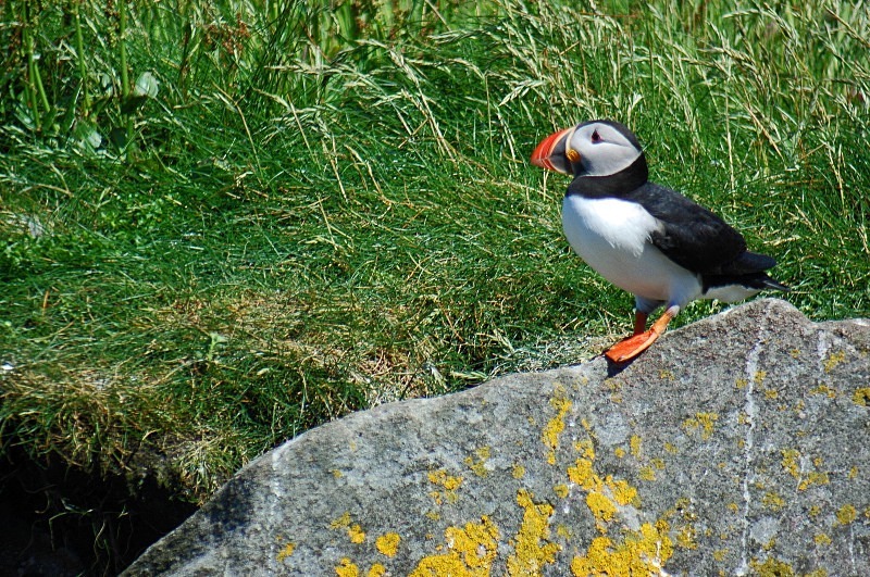 Puffin - Puffins