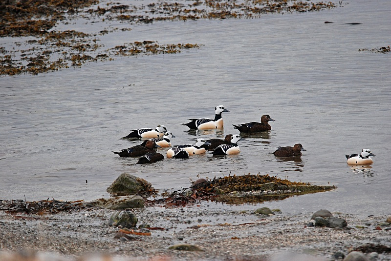 Steller's Eiders - Norway