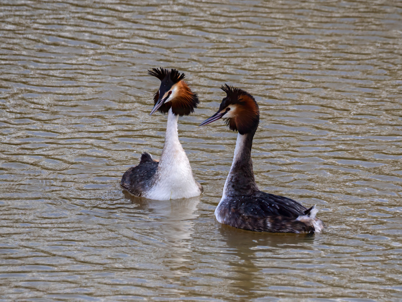 Great Crested Grebes - Latest photos