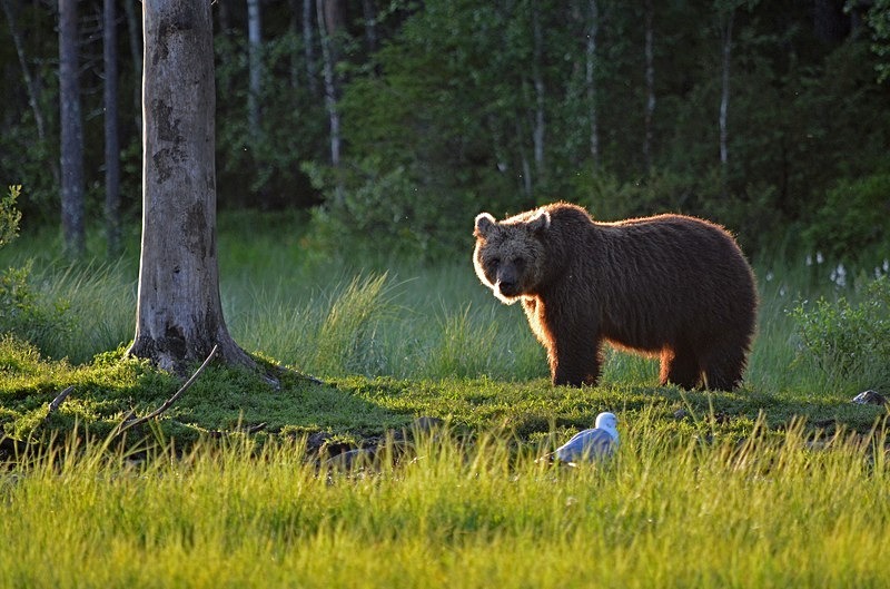 Brown Bear - North Finland - part 2