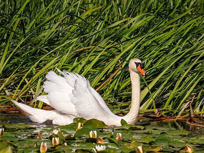 Mute Swan - Mute Swans