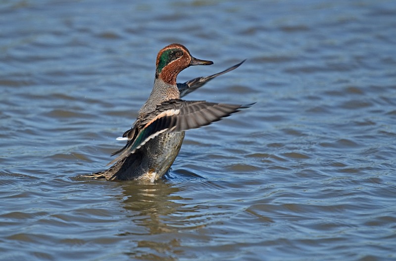 Teal - Dabbling ducks