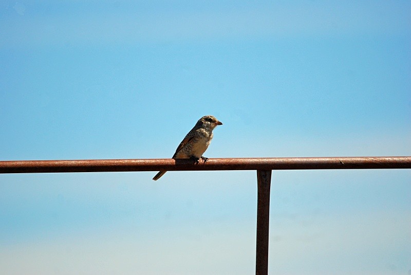 Woodchat Shrike - South and north west Spain - September 2010