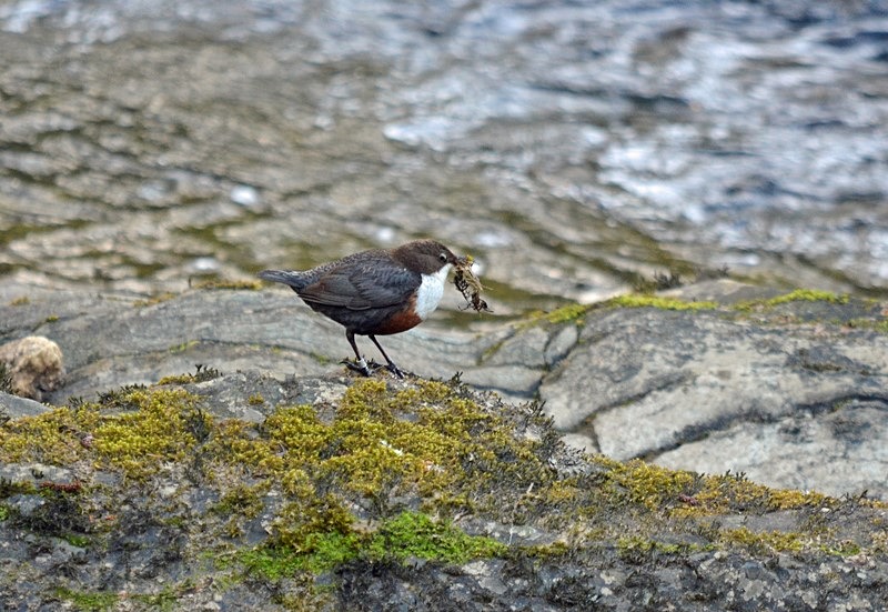 Dipper - Dippers