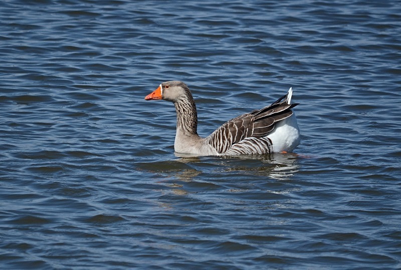 Greylag Goose - Grey geese