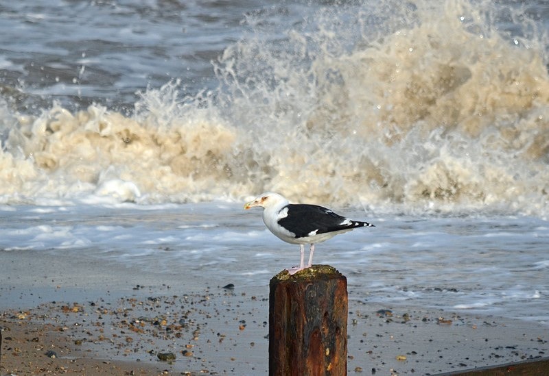 Great Black-backed Gull - Gulls