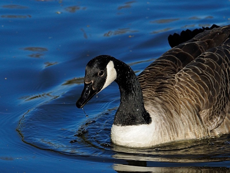 Canada Goose - Black geese