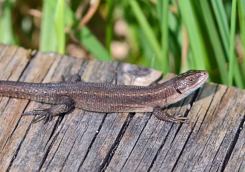 Common Lizard - Lizards