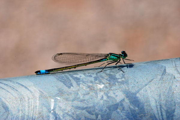 Blue-tailed Damselfly - Dragonflies and damselflies