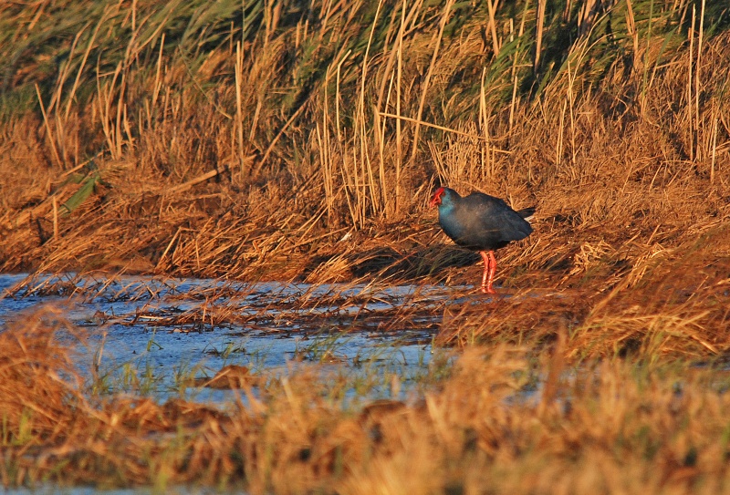 Western Purple Swamphen - Catalunya