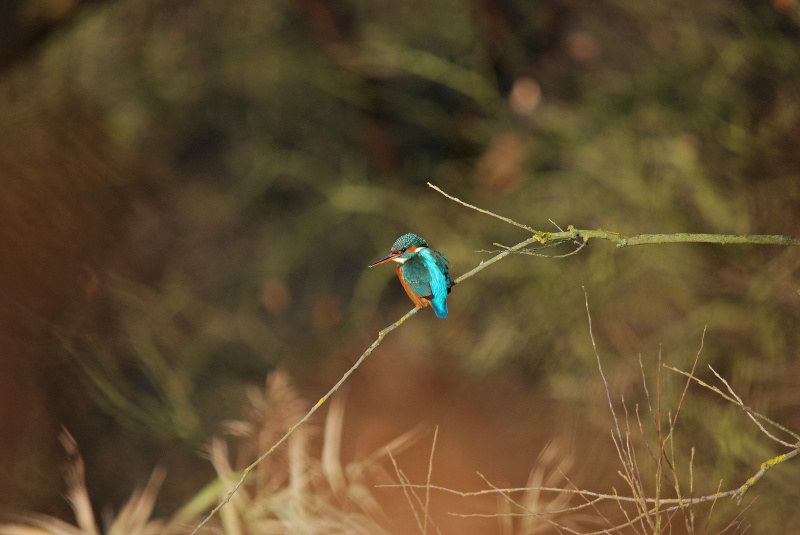 Kingfisher - Kingfishers