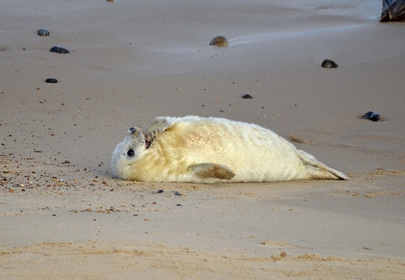 Atlantic Grey Seal - Atlantic Grey Seals