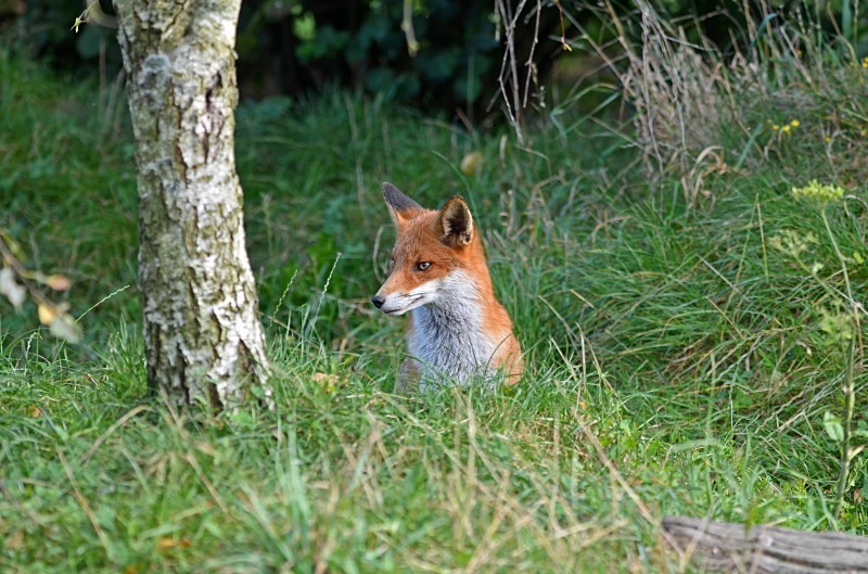 Red Fox - Red Fox
