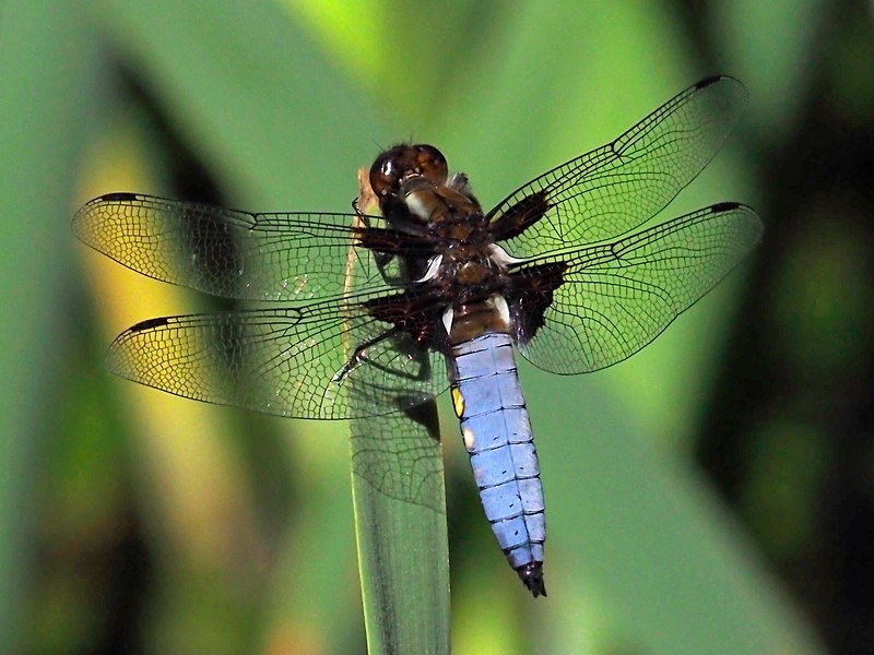 Broad-bodied Chaser - Dragonflies and damselflies