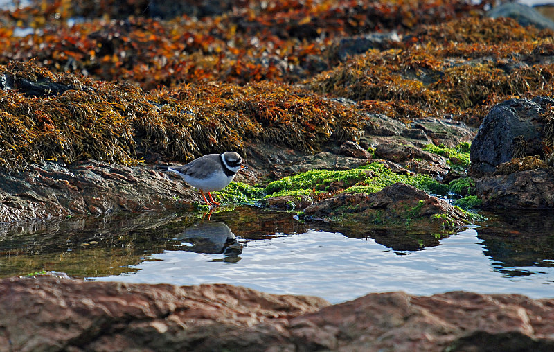 Ringed Plover - Plovers