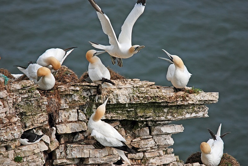 Gannets - Gannets