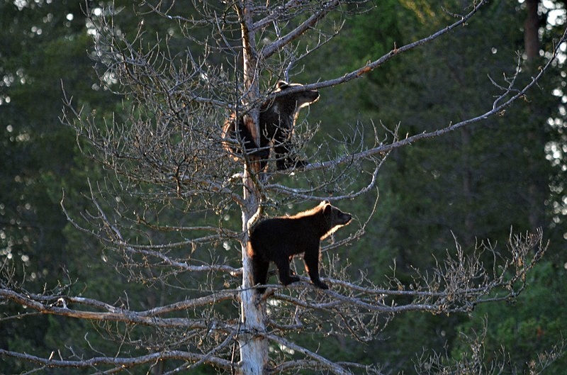 Brown Bear cubs - North Finland - part 2