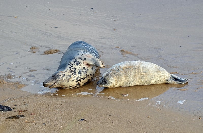 Atlantic Grey Seals - Atlantic Grey Seals