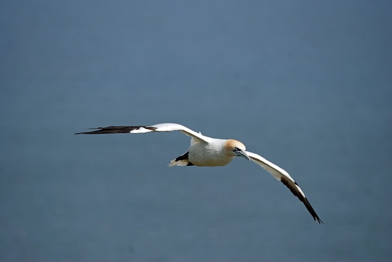 Gannet - Gannets