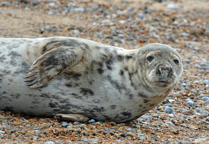 Common Seal - Common Seals