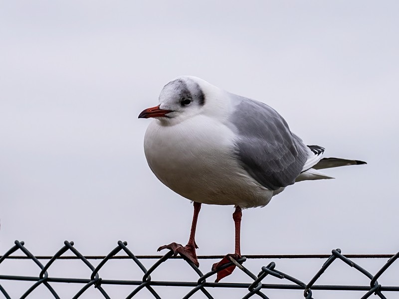 Black-headed Gull - Gulls