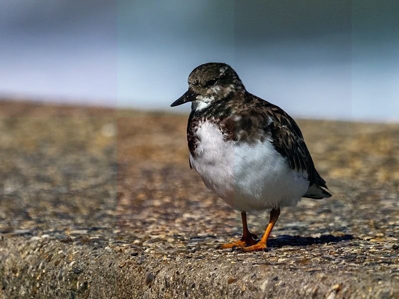 September 2022 - Turnstone - Photos of the month