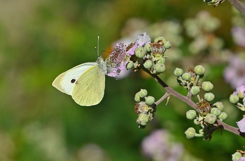 Large White - Butterflies