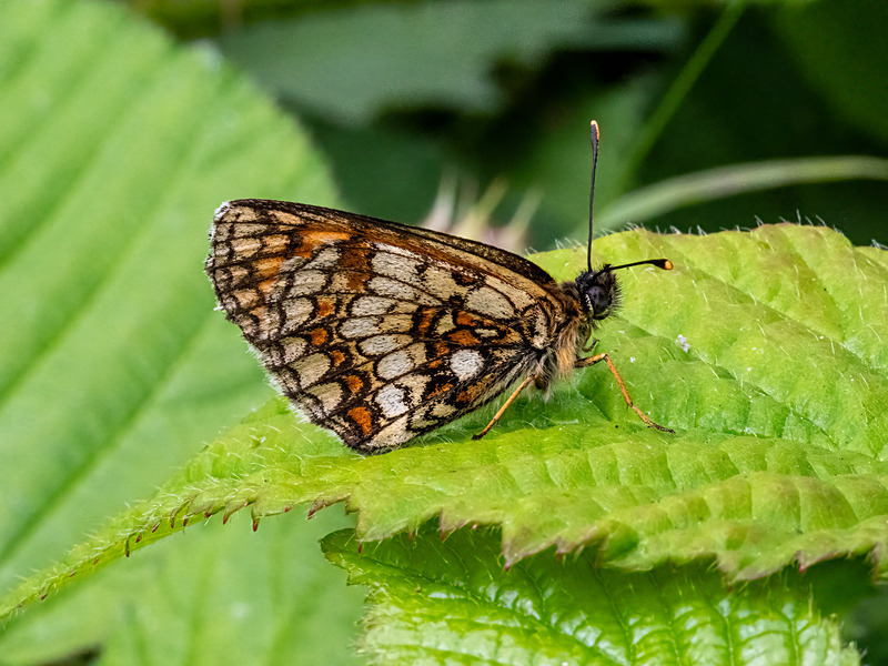 Heath Fritillary - Latest photos