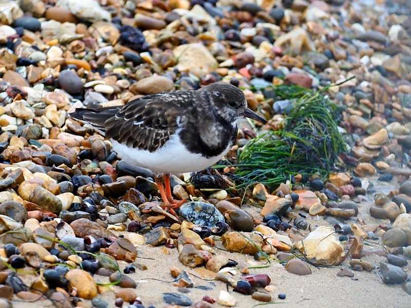 Turnstone - Sandpipers