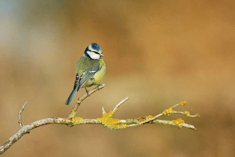 Blue Tit - Tits