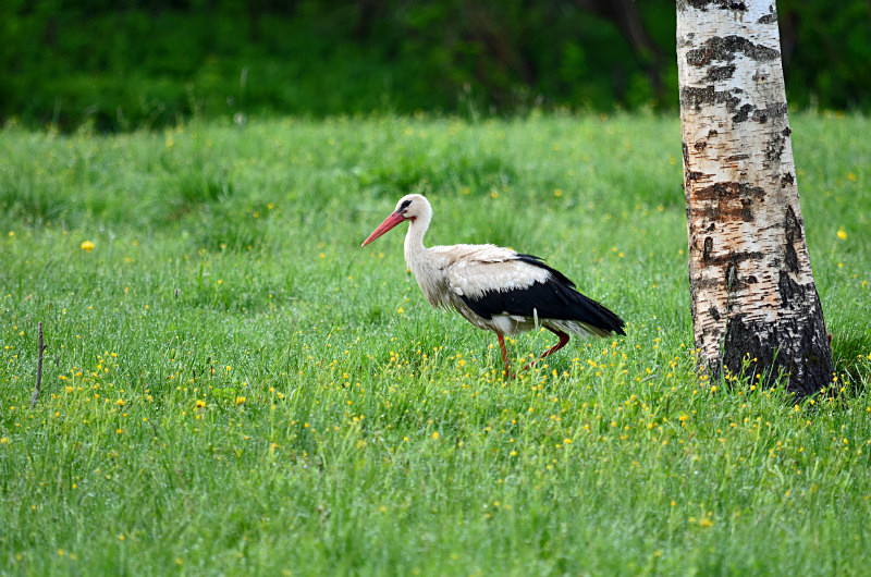 White Stork - Estonia
