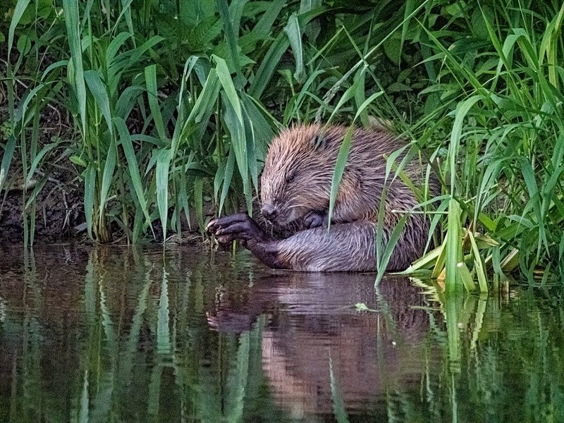 Eurasian Beaver - Eurasian Beaver