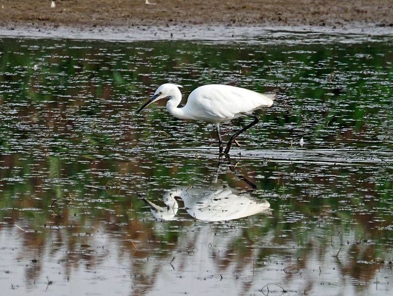 Little Egret - Herons and egrets