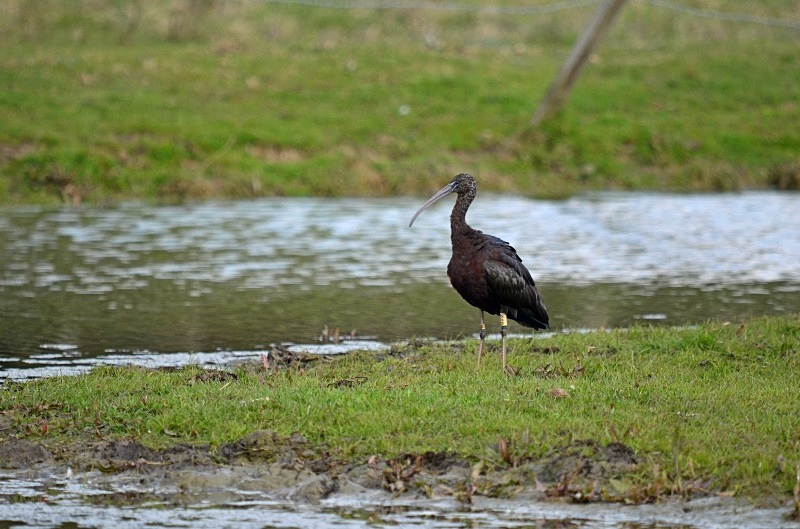 Glossy Ibis - Ibises